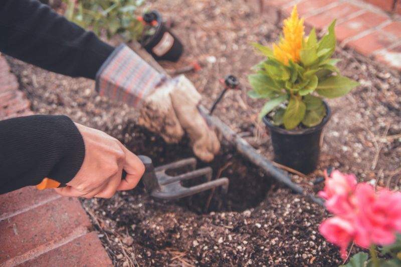 Plantas resistentes para jardines con poco mantenimiento