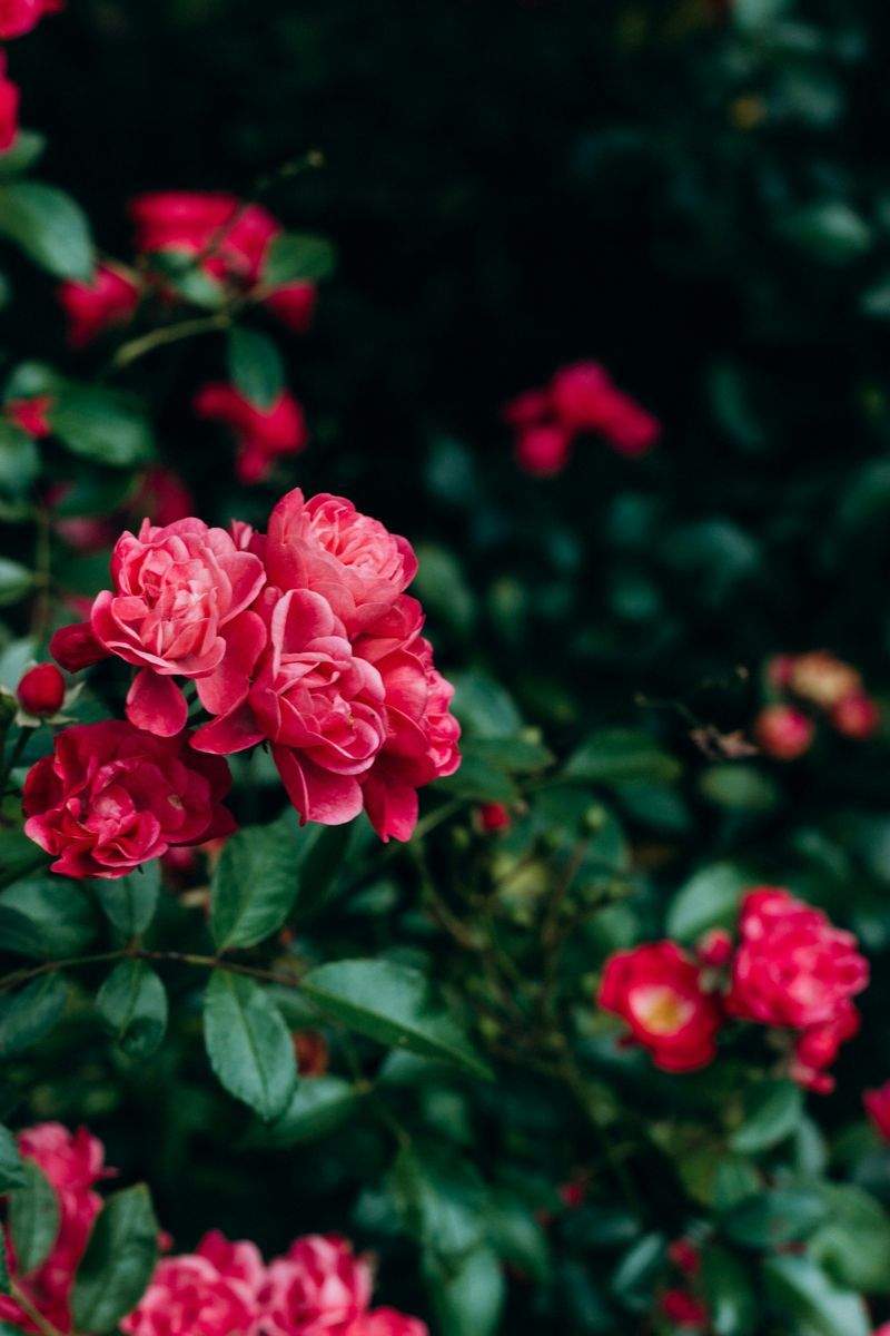 VerdeVivo Jardinería SP 15