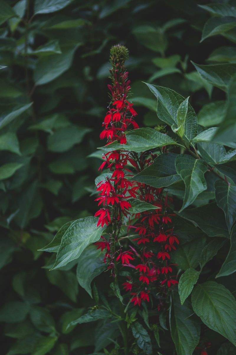 VerdeVivo Jardinería SP 9